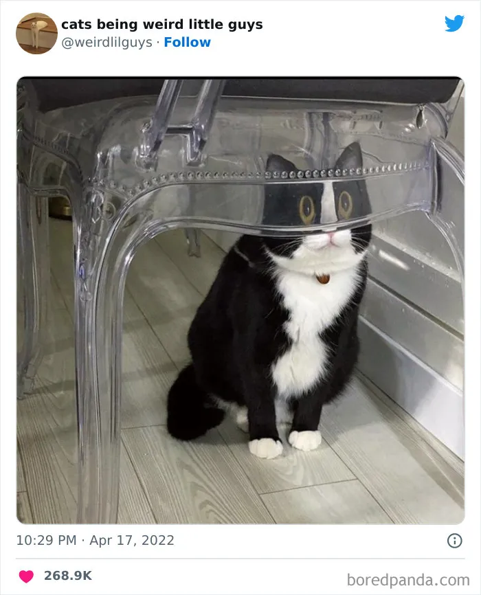 Los gatos son las mascotas más extrañas de todas y estas graciosas e inexplicables fotos lo demuestran