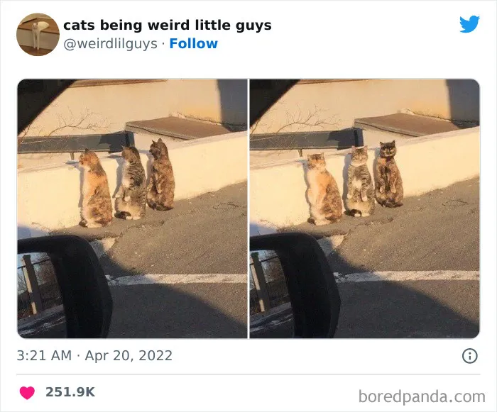 Los gatos son las mascotas más extrañas de todas y estas graciosas e inexplicables fotos lo demuestran