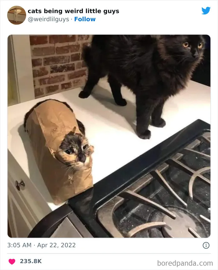 Los gatos son las mascotas más extrañas de todas y estas graciosas e inexplicables fotos lo demuestran