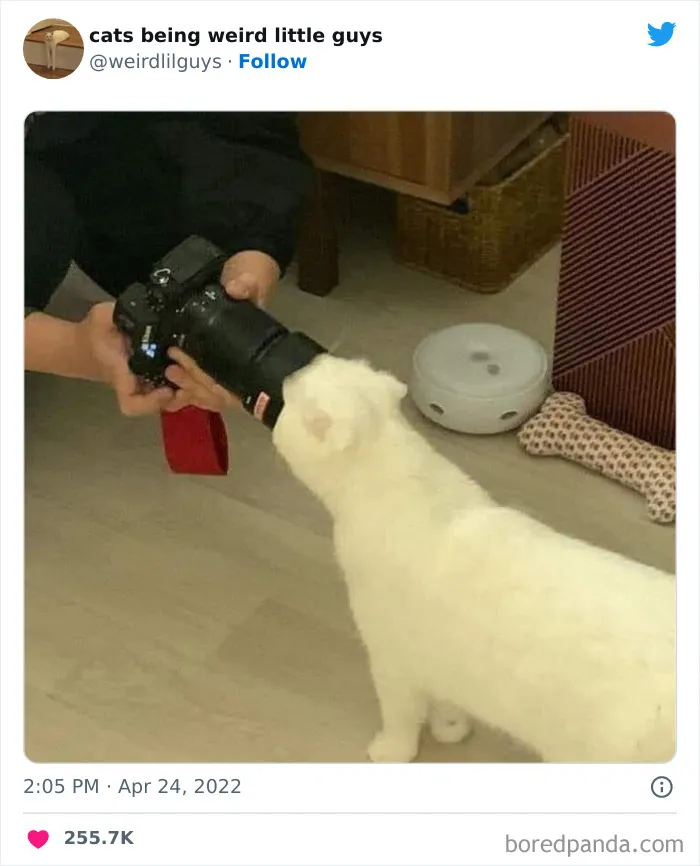 Los gatos son las mascotas más extrañas de todas y estas graciosas e inexplicables fotos lo demuestran