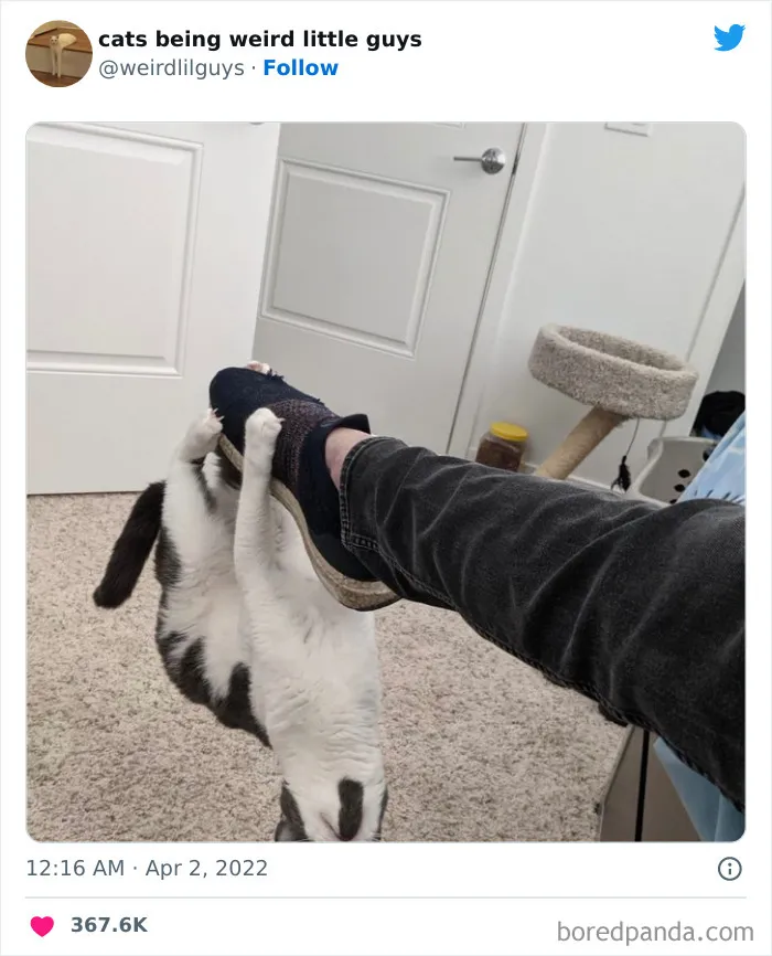Los gatos son las mascotas más extrañas de todas y estas graciosas e inexplicables fotos lo demuestran