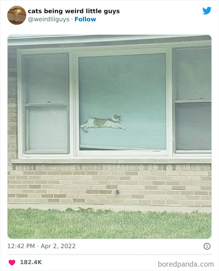 Los gatos son las mascotas más extrañas de todas y estas graciosas e inexplicables fotos lo demuestran