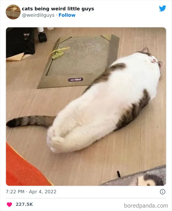 Los gatos son las mascotas más extrañas de todas y estas graciosas e inexplicables fotos lo demuestran