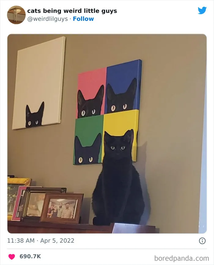 Los gatos son las mascotas más extrañas de todas y estas graciosas e inexplicables fotos lo demuestran