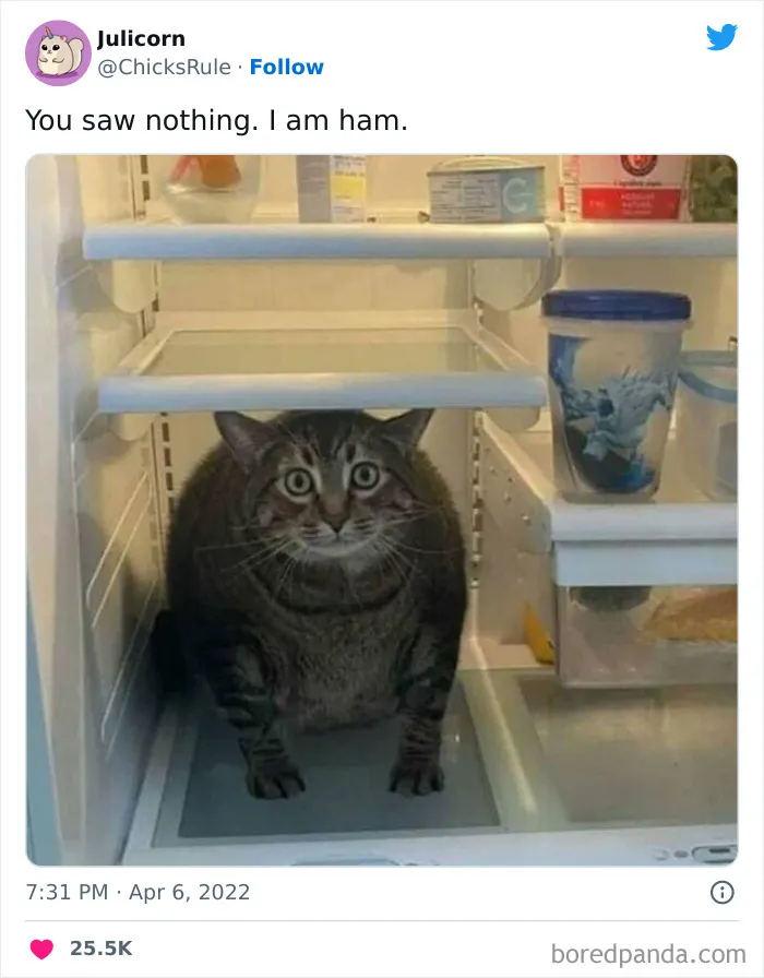 50 Hilarious And Bizarre Pics Of Animals “Where They Shouldn’t Be”