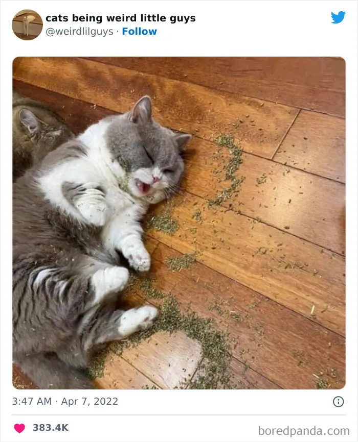 Los gatos son las mascotas más extrañas de todas y estas graciosas e inexplicables fotos lo demuestran