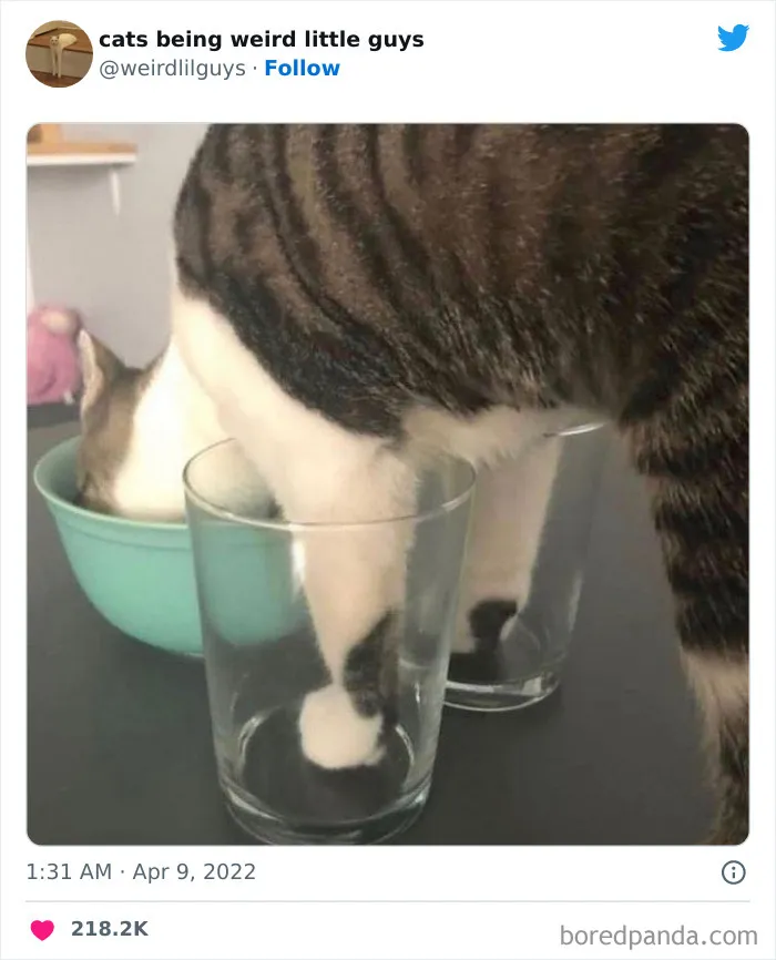 Los gatos son las mascotas más extrañas de todas y estas graciosas e inexplicables fotos lo demuestran