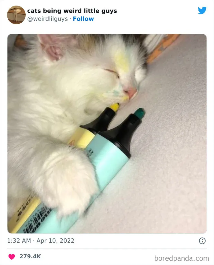 Los gatos son las mascotas más extrañas de todas y estas graciosas e inexplicables fotos lo demuestran