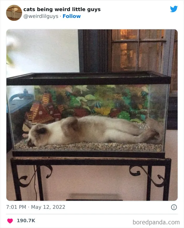 Los gatos son las mascotas más extrañas de todas y estas graciosas e inexplicables fotos lo demuestran