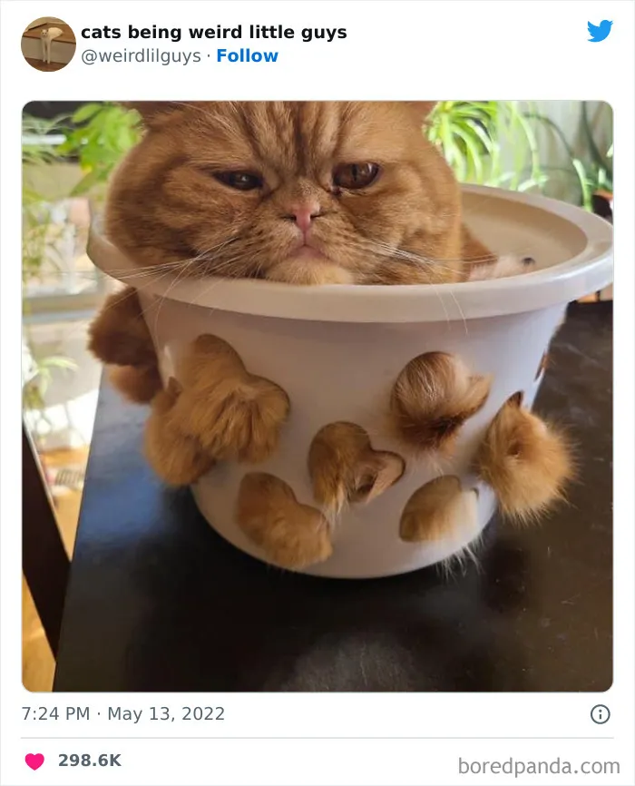 Los gatos son las mascotas más extrañas de todas y estas graciosas e inexplicables fotos lo demuestran