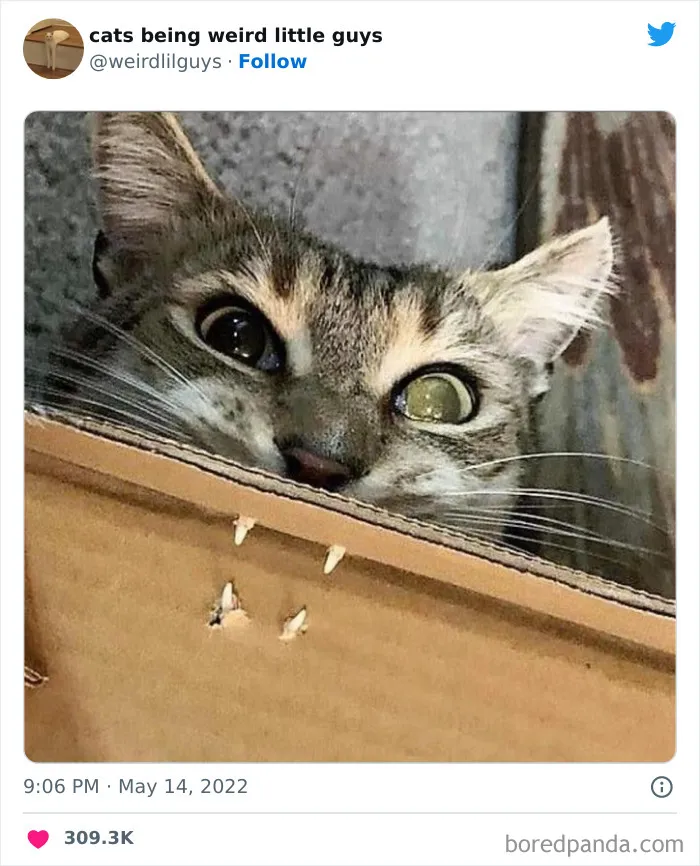 Los gatos son las mascotas más extrañas de todas y estas graciosas e inexplicables fotos lo demuestran