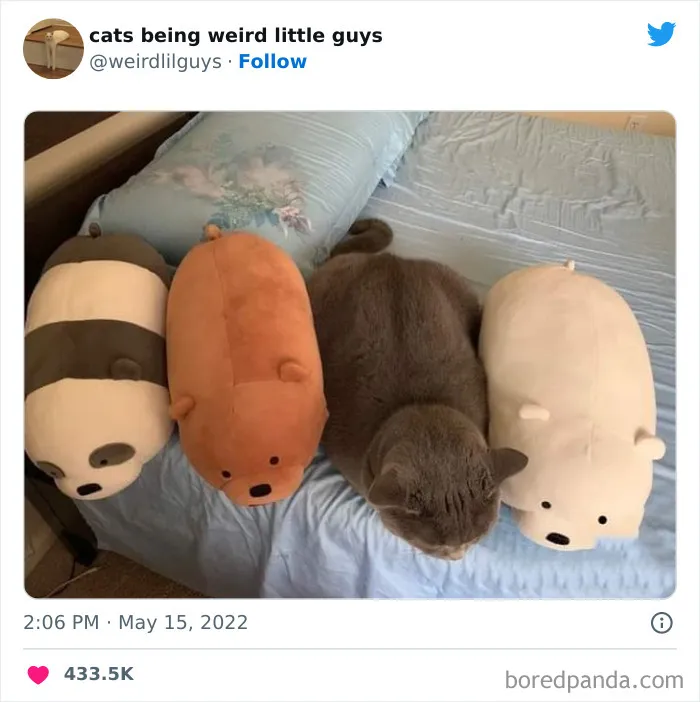Los gatos son las mascotas más extrañas de todas y estas graciosas e inexplicables fotos lo demuestran