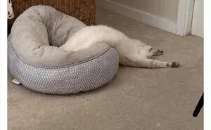50 Times Cats Cracked Their Owners Up By Acting Like Total Weirdos, As Shared On This Twitter Page (New Pics)