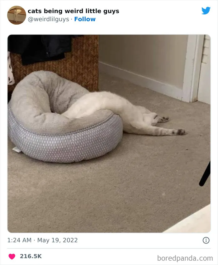 Los gatos son las mascotas más extrañas de todas y estas graciosas e inexplicables fotos lo demuestran