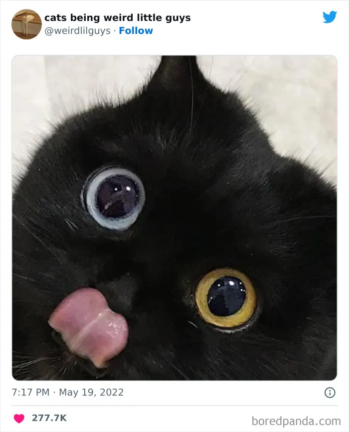 50 Times Cats Cracked Their Owners Up By Acting Like Total Weirdos, As Shared On This Twitter Page (New Pics)