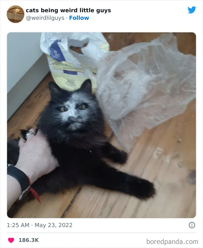 Los gatos son las mascotas más extrañas de todas y estas graciosas e inexplicables fotos lo demuestran