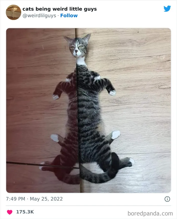 Los gatos son las mascotas más extrañas de todas y estas graciosas e inexplicables fotos lo demuestran