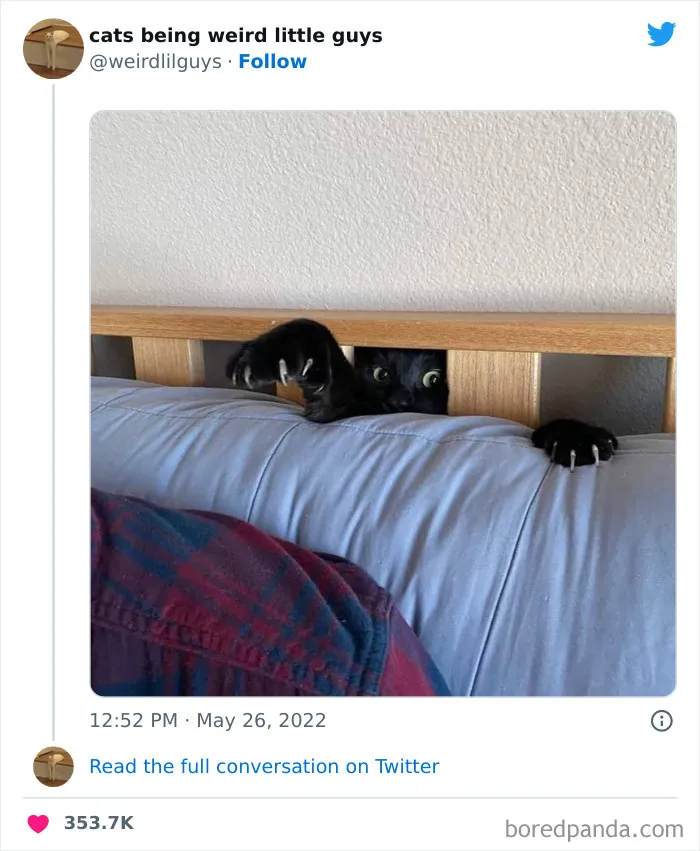 Los gatos son las mascotas más extrañas de todas y estas graciosas e inexplicables fotos lo demuestran