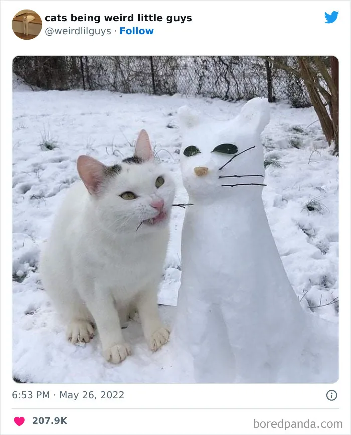 Los gatos son las mascotas más extrañas de todas y estas graciosas e inexplicables fotos lo demuestran