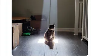 50 Times Cats Cracked Their Owners Up By Acting Like Total Weirdos, As Shared On This Twitter Page (New Pics)