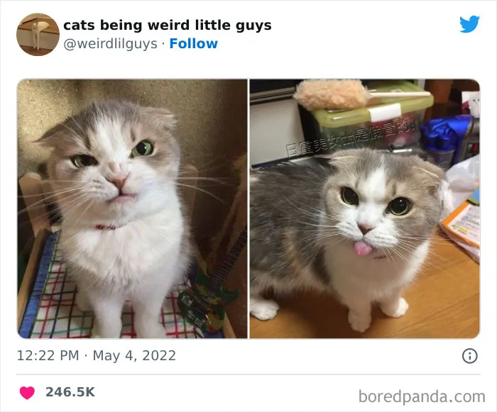 Los gatos son las mascotas más extrañas de todas y estas graciosas e inexplicables fotos lo demuestran