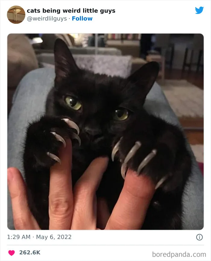 Los gatos son las mascotas más extrañas de todas y estas graciosas e inexplicables fotos lo demuestran