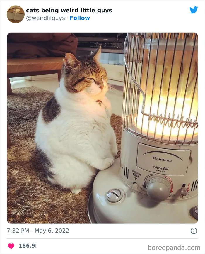 Los gatos son las mascotas más extrañas de todas y estas graciosas e inexplicables fotos lo demuestran