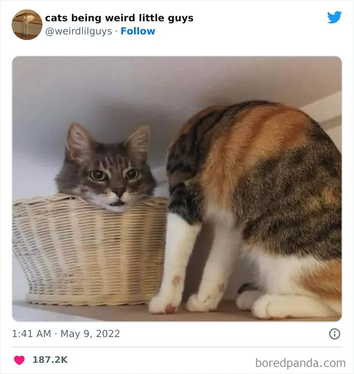 Los gatos son las mascotas más extrañas de todas y estas graciosas e inexplicables fotos lo demuestran