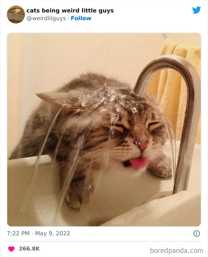 Los gatos son las mascotas más extrañas de todas y estas graciosas e inexplicables fotos lo demuestran