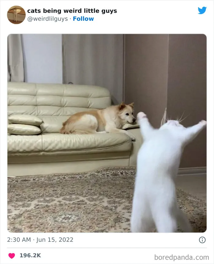 Los gatos son las mascotas más extrañas de todas y estas graciosas e inexplicables fotos lo demuestran