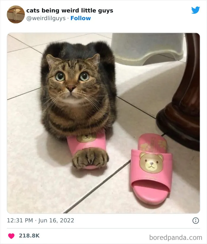 Los gatos son las mascotas más extrañas de todas y estas graciosas e inexplicables fotos lo demuestran