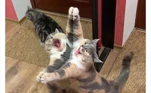 50 Times Cats Cracked Their Owners Up By Acting Like Total Weirdos, As Shared On This Twitter Page (New Pics)