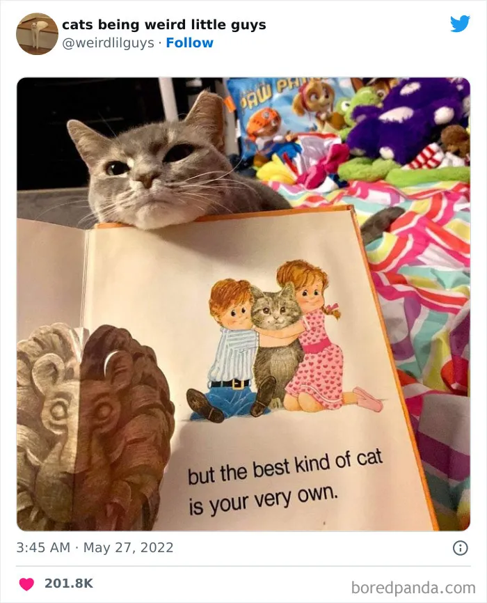 50 Times Cats Cracked Their Owners Up By Acting Like Total Weirdos, As Shared On This Twitter Page (New Pics)