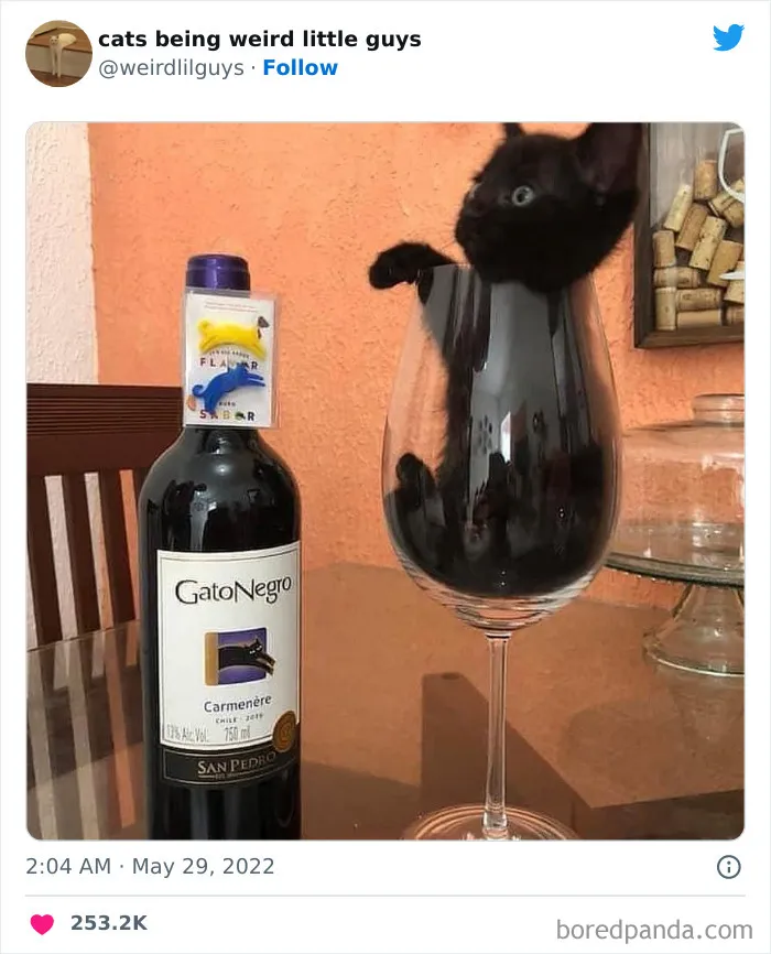 Los gatos son las mascotas más extrañas de todas y estas graciosas e inexplicables fotos lo demuestran