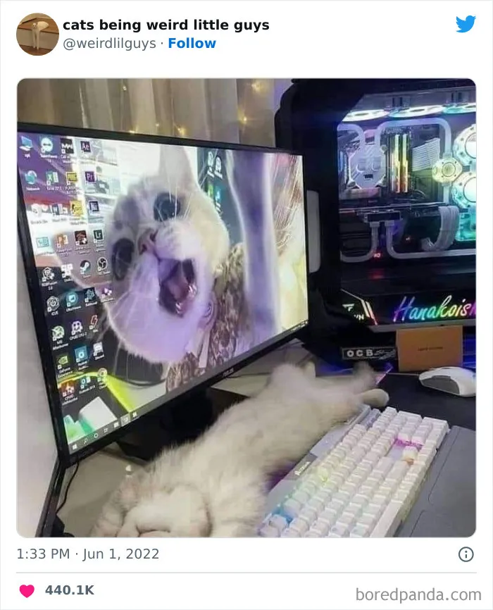 Los gatos son las mascotas más extrañas de todas y estas graciosas e inexplicables fotos lo demuestran