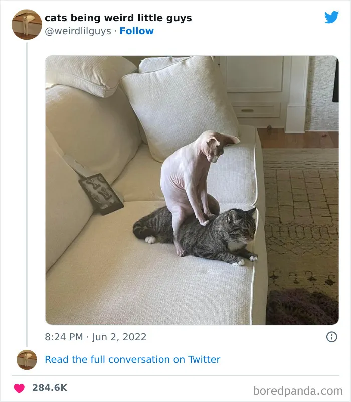 Los gatos son las mascotas más extrañas de todas y estas graciosas e inexplicables fotos lo demuestran