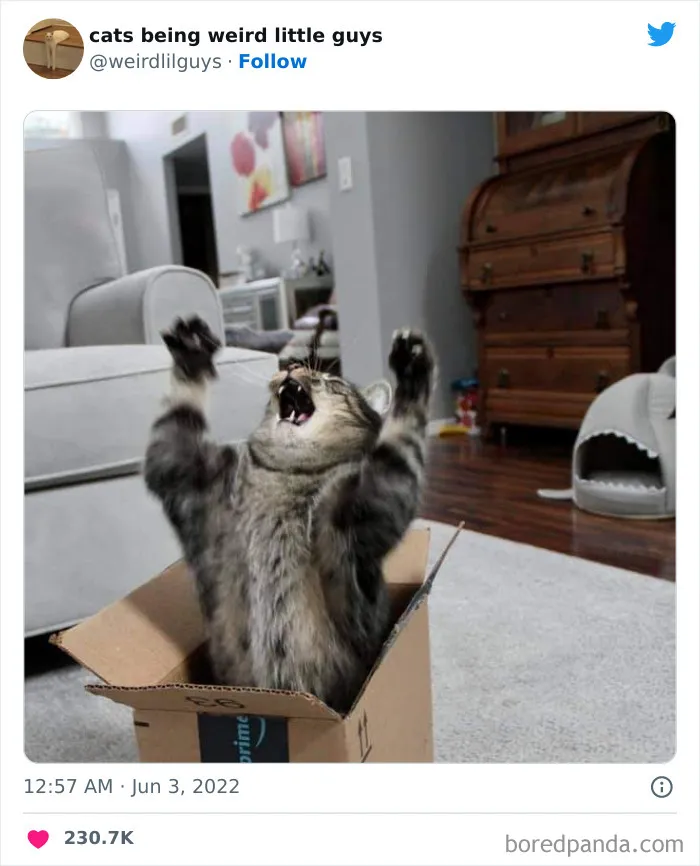 Los gatos son las mascotas más extrañas de todas y estas graciosas e inexplicables fotos lo demuestran