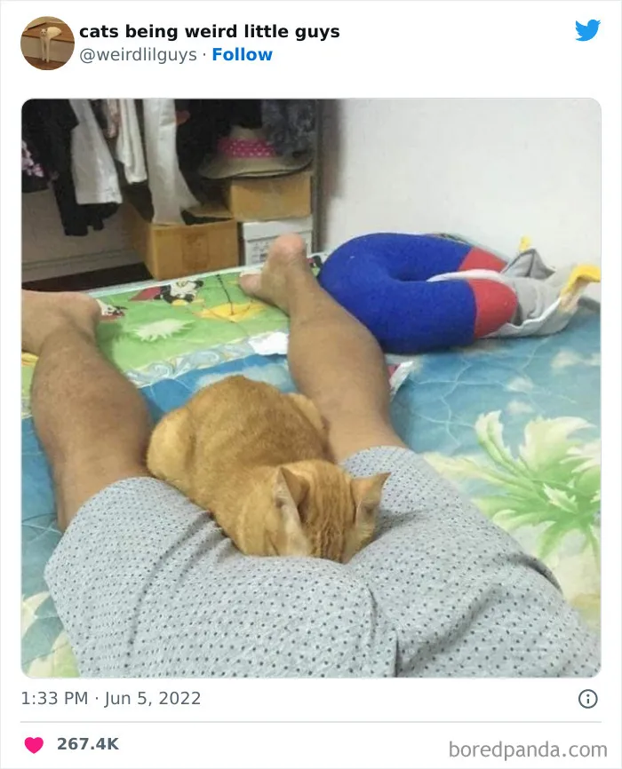 Los gatos son las mascotas más extrañas de todas y estas graciosas e inexplicables fotos lo demuestran