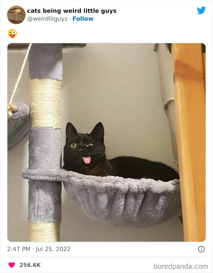 Los gatos son las mascotas más extrañas de todas y estas graciosas e inexplicables fotos lo demuestran