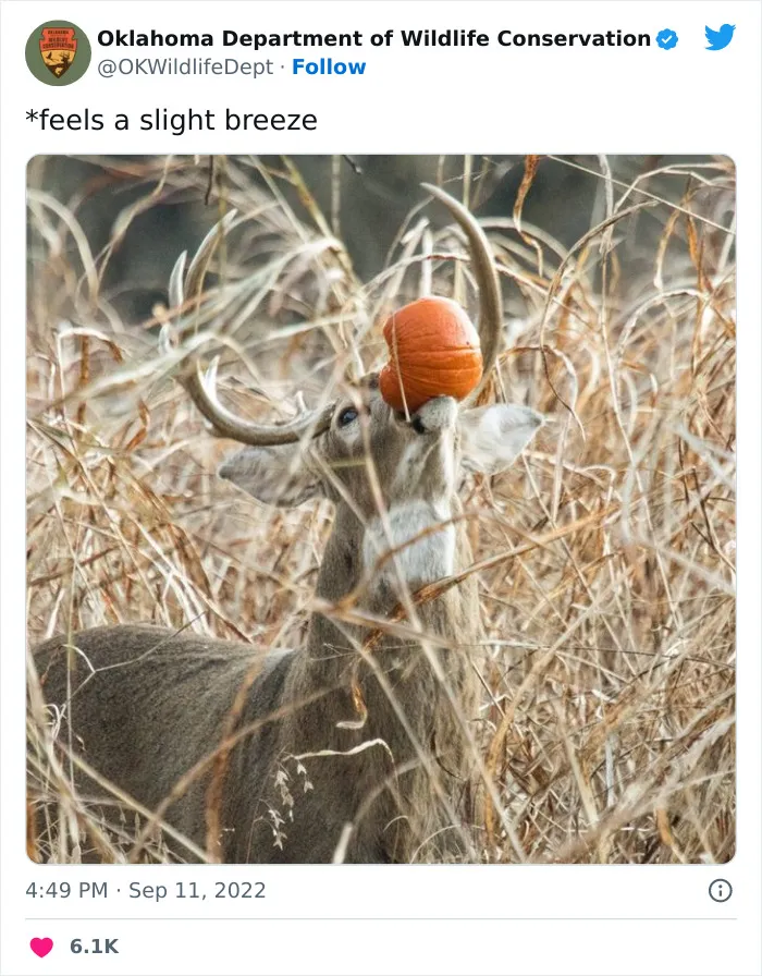 40 Tweets From The Official Oklahoma Department Of Wildlife Conservation That Might Make You Laugh