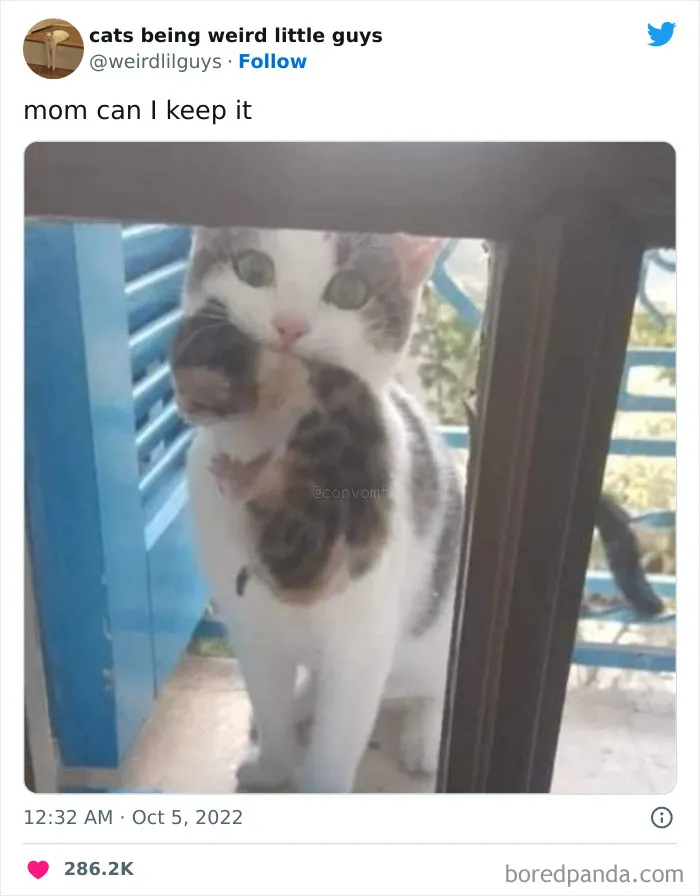 50 Times Cats Cracked Their Owners Up By Acting Like Total Weirdos, As Shared On This Twitter Page (New Pics)