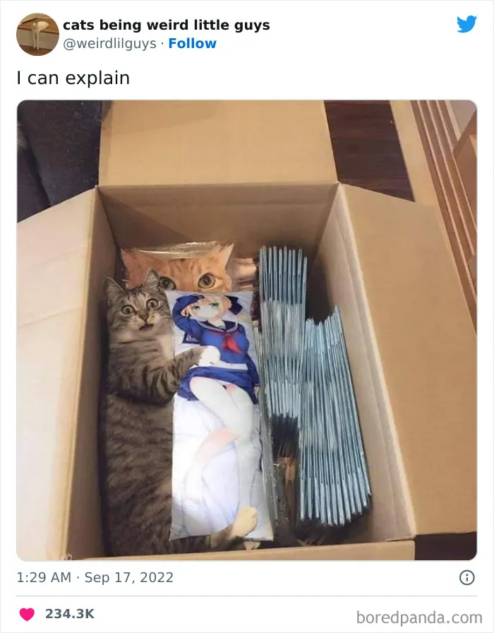 50 Times Cats Cracked Their Owners Up By Acting Like Total Weirdos, As Shared On This Twitter Page (New Pics)