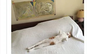 50 Times Cats Cracked Their Owners Up By Acting Like Total Weirdos, As Shared On This Twitter Page (New Pics)