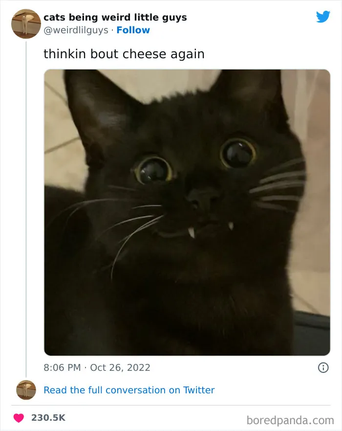 50 Times Cats Cracked Their Owners Up By Acting Like Total Weirdos, As Shared On This Twitter Page (New Pics)