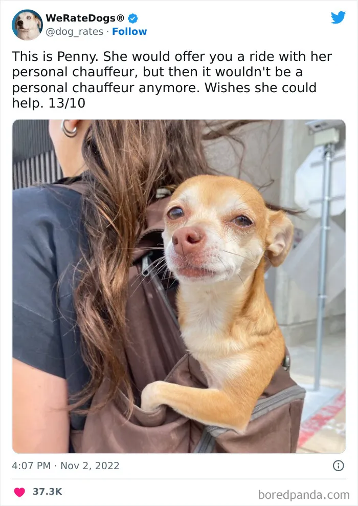 The “We Rate Dogs” Twitter Account With 9M Followers Rates People’s Dogs, And It’s As Hilarious As It Is Wholesome (50 New Pics)