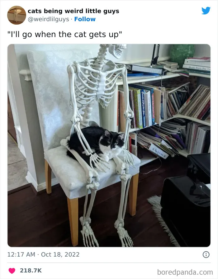 50 Times Cats Cracked Their Owners Up By Acting Like Total Weirdos, As Shared On This Twitter Page (New Pics)