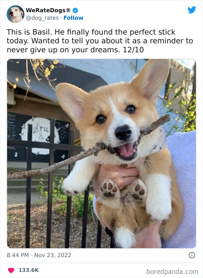 The “We Rate Dogs” Twitter Account With 9M Followers Rates People’s Dogs, And It’s As Hilarious As It Is Wholesome (50 New Pics)