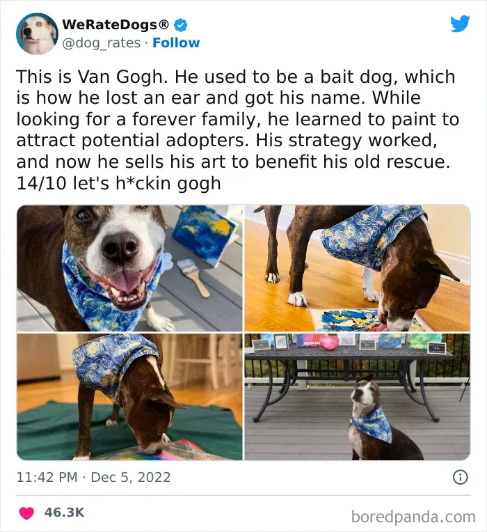 The “We Rate Dogs” Twitter Account With 9M Followers Rates People’s Dogs, And It’s As Hilarious As It Is Wholesome (50 New Pics)