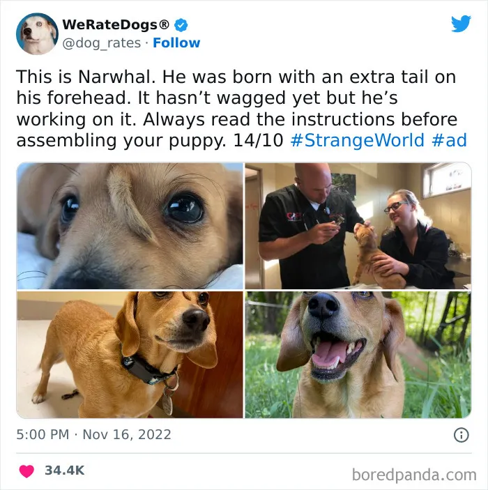 The “We Rate Dogs” Twitter Account With 9M Followers Rates People’s Dogs, And It’s As Hilarious As It Is Wholesome (50 New Pics)