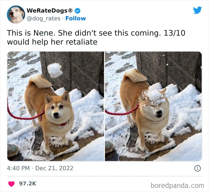 The “We Rate Dogs” Twitter Account With 9M Followers Rates People’s Dogs, And It’s As Hilarious As It Is Wholesome (50 New Pics)